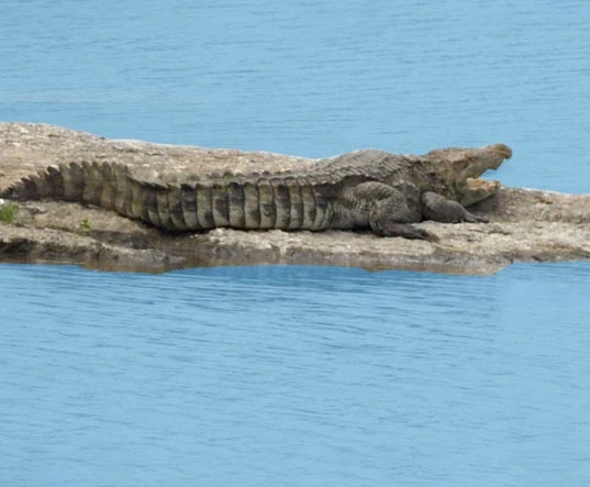 Crocodile image