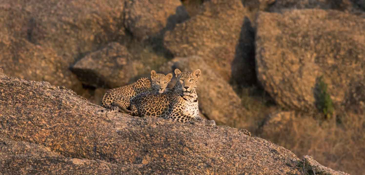 jawai-leopard-safari